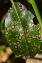 Septoria Leaf Spot/Leaf Rust Close-up Royalty Free Stock Photo