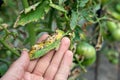 Septoria leaf spot on tomato. damaged by disease and pests of tomato leaves Royalty Free Stock Photo