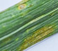 Septoria leaf spot