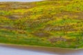 Septoria leaf blotch