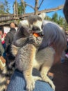 Ring-tailed lemur sitting on the shoulder of a older woman while eating a piece of carrot, at the wildlife park Pairi Daiza in Royalty Free Stock Photo