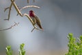 Allens Humming Bird Royalty Free Stock Photo