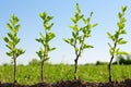 sequence of apple tree growth stages Royalty Free Stock Photo