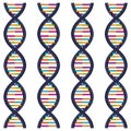 Sequence DNA with bases in color Royalty Free Stock Photo