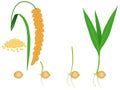 Sequence of foxtail millet plant growing isolated on white.