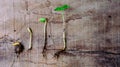 Sequence of germination baby plants growing up Royalty Free Stock Photo