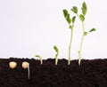 Germinating green pea seeds in soil Royalty Free Stock Photo