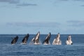 Sequence of humback whale calf breaching in polynesia Royalty Free Stock Photo
