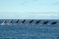 Sequence of humback whale calf breaching in polynesia