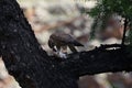 A sequence of the meal of a small bird of prey, Mongolia Royalty Free Stock Photo