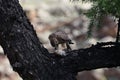 A sequence of the meal of a small bird of prey, Mongolia Royalty Free Stock Photo