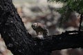 A sequence of the meal of a small bird of prey, Mongolia Royalty Free Stock Photo