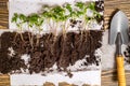 Sequence of seed germination on soil, evolution concept