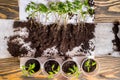 Sequence of seed germination on soil, evolution concept