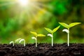 The sequence of seedling development of plants grown on the ground, including green backgrounds.