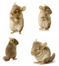 Sequence shot of chinchilla isolated