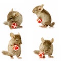 Sequence shots of chinchilla holding ball