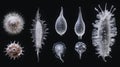 Sequence showing the evolution of various bacterial forms in a laboratory setting. Generative AI