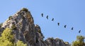 Sequence Showing the Flight of a Vulture