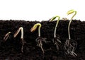 Sequence of sprouting sunflower beans