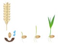 Sequence of a wheat plant growing isolated on white. Royalty Free Stock Photo