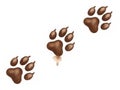 Sequential animal paw prints on a clean surface Royalty Free Stock Photo