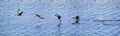 Sequential frames of a Cormorant bird diving into the lake for f