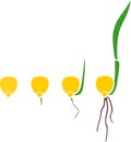 Sequential stages of corn maize seed germination