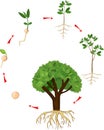 Sequential stages of growth of plant from seed to tree.