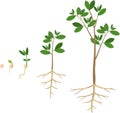 Sequential stages of growth of plant from seed to tree.