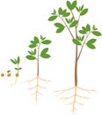 Sequential stages of growth of plant from seed to tree.