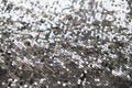 Sequin fabric texture. Shiny silver sparkling background. Clothing piece of glitter metallic for a glamorous party Royalty Free Stock Photo