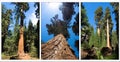 Sequoia compilation