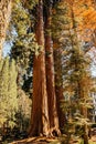 Sequoia on the edge of the forest in the Sequoia National Park Royalty Free Stock Photo