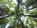 Sequoia forest in Cantabria