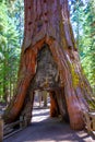 Sequoia Gate in Mariposa grove at Yosemite California Royalty Free Stock Photo