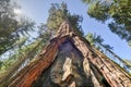 Sequoia Gate in Mariposa Grove, Yosemite National Park Royalty Free Stock Photo