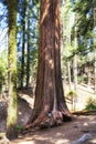 Sequoia Giant Forest museum trailhead, USA Royalty Free Stock Photo