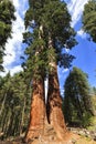 Sequoia Giant Forest museum trailhead, USA Royalty Free Stock Photo