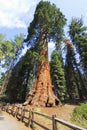 Sequoia Giant Forest museum trailhead, USA Royalty Free Stock Photo