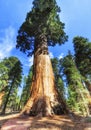 Sequoia Giant Forest museum trailhead, USA Royalty Free Stock Photo