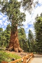 Sequoia Giant Forest museum trailhead, USA Royalty Free Stock Photo