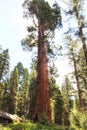 Sequoia Giant Forest museum trailhead, USA Royalty Free Stock Photo