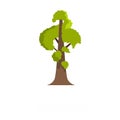 Sequoia icon, flat style