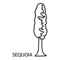 Sequoia icon, outline style