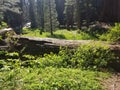 Sequoia National Forest beauty shot Royalty Free Stock Photo