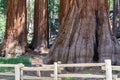 Sequoia National Forest in California Sierra Nevada Mountains Royalty Free Stock Photo