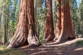 Sequoia National Forest in California Sierra Nevada Mountains Royalty Free Stock Photo