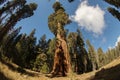 Sequoia National Giant Sequoias Royalty Free Stock Photo