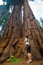 Sequoia National Park Royalty Free Stock Photo